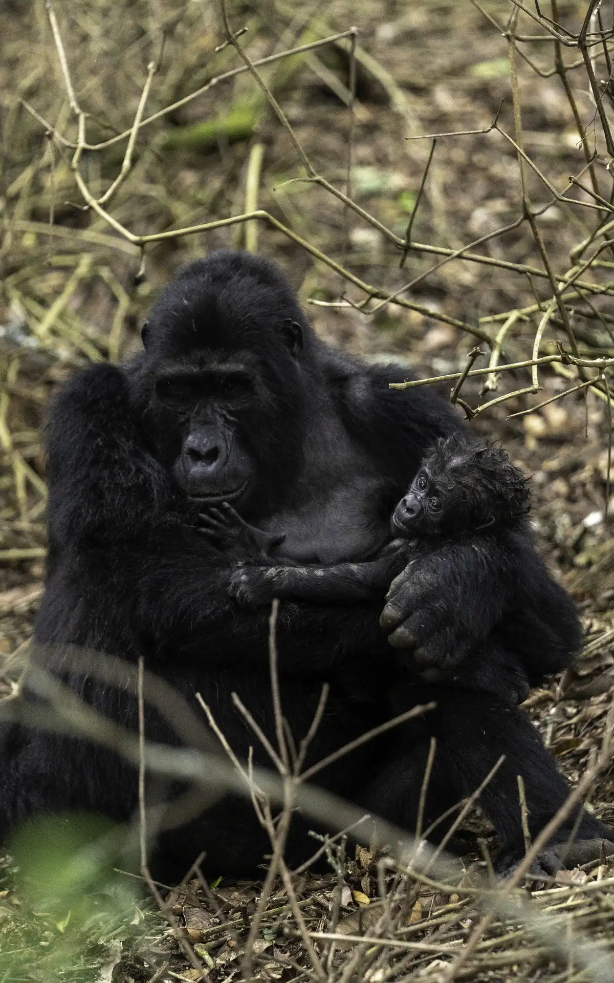 Safari & Wildlife Experiences